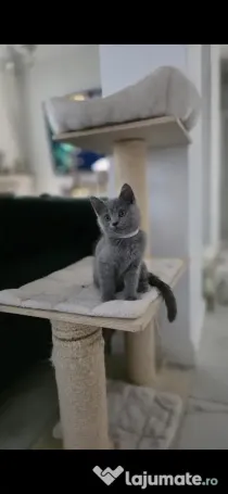 British shorthair blue