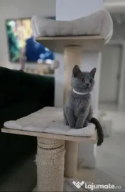 British shorthair blue 