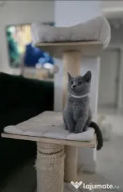 British shorthair blue 