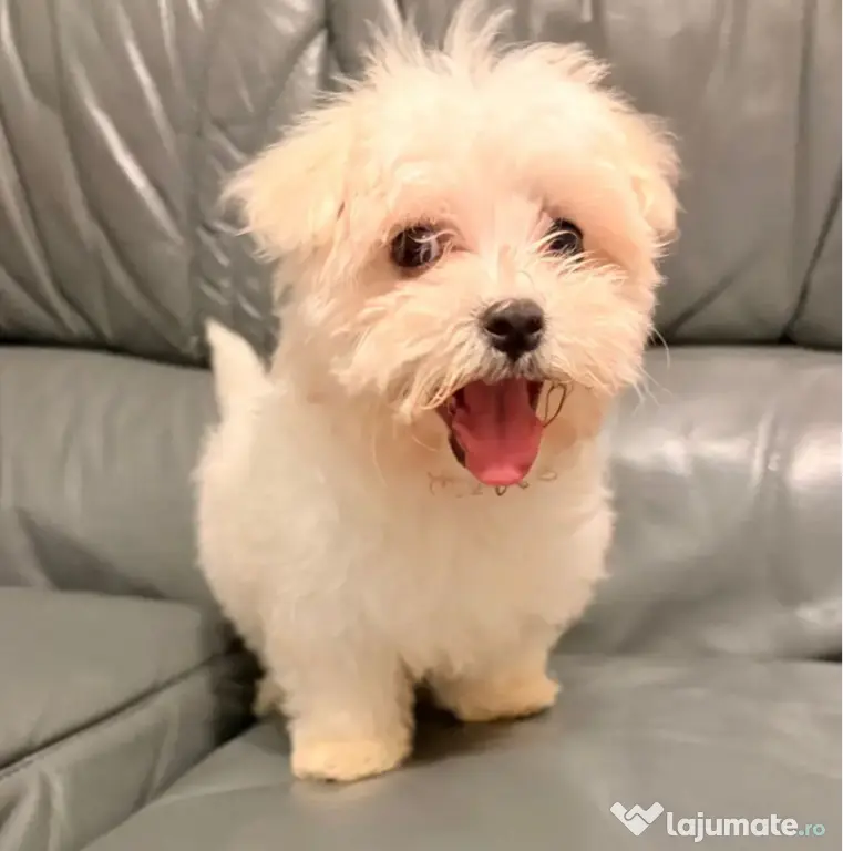 Bichon maltez alb pufosenie 2 luni