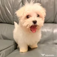 Bichon maltez alb pufosenie 2 luni 