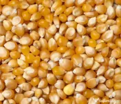Vand porumb de calitate superioara productie 2026
