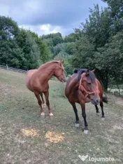 Vand Iapa cu manz 