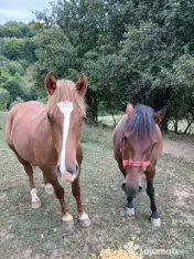 Vand Iapa cu manz 