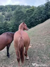 Vand Iapa cu manz 