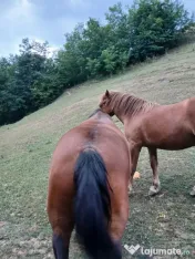 Vand Iapa cu manz 