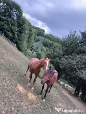 Vand Iapa cu manz 
