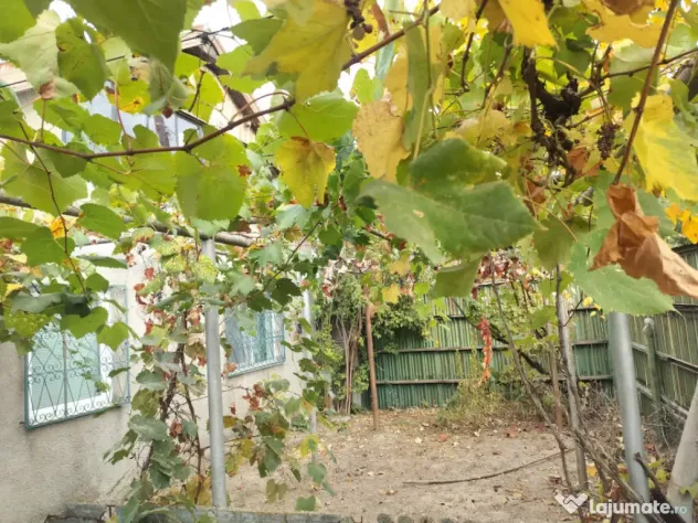 Casa 65 mp, 500 mp curte, 11,30 mp deschidere, Malu Mare - Malu Mare (Dolj)