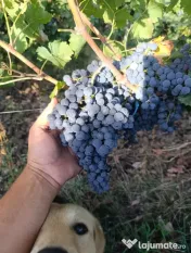 Struguri Merlot si Cabernet Sauvignon de Vânzare