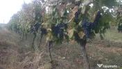 Struguri Merlot si Cabernet Sauvignon de Vânzare