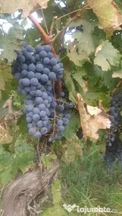 Struguri Merlot si Cabernet Sauvignon de Vânzare
