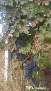 Struguri Merlot si Cabernet Sauvignon de Vânzare