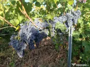 Struguri Merlot si Cabernet Sauvignon de Vânzare