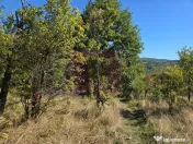 Teren extravilan de 10.452 mp de vanzare in Lunca Mare 