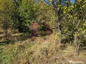 Teren extravilan de 10.452 mp de vanzare in Lunca Mare 