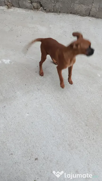 vând câine boxer femelă