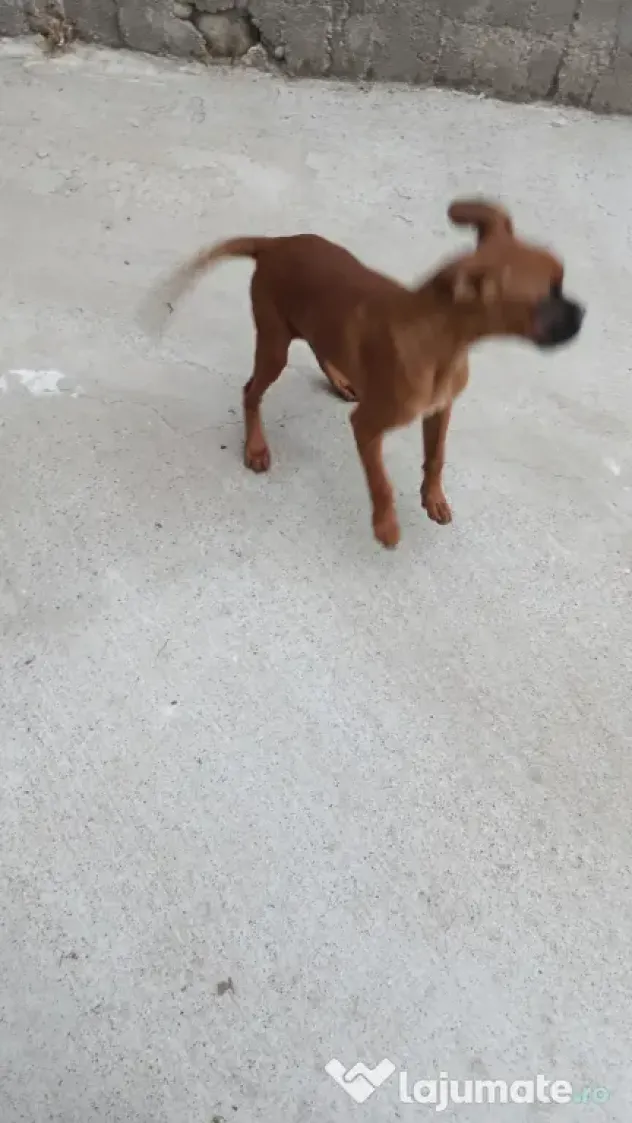 vând câine boxer femelă