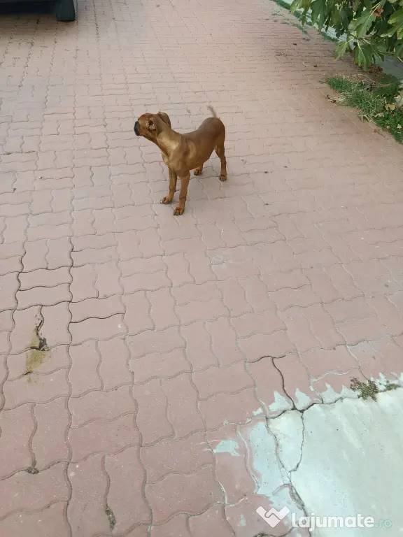 vând câine boxer femelă