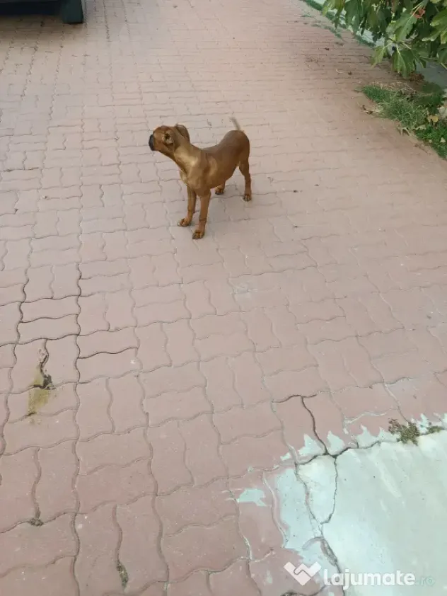 vând câine boxer femelă