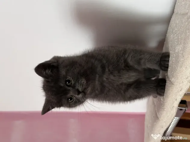 British/Scottish