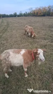 🐐 CAPRE DE VÂNZARE! 