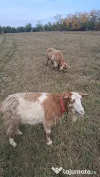 🐐 CAPRE DE VÂNZARE!