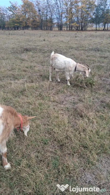 🐐 CAPRE DE VÂNZARE!
