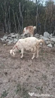 🐐 CAPRE DE VÂNZARE! 