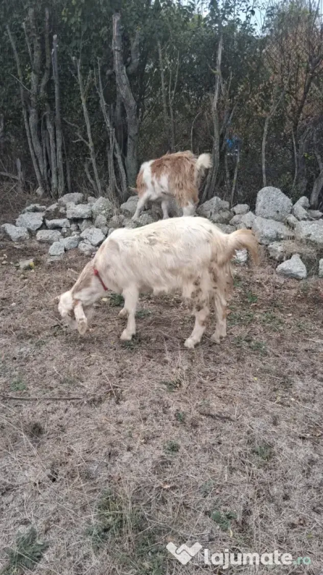 🐐 CAPRE DE VÂNZARE!
