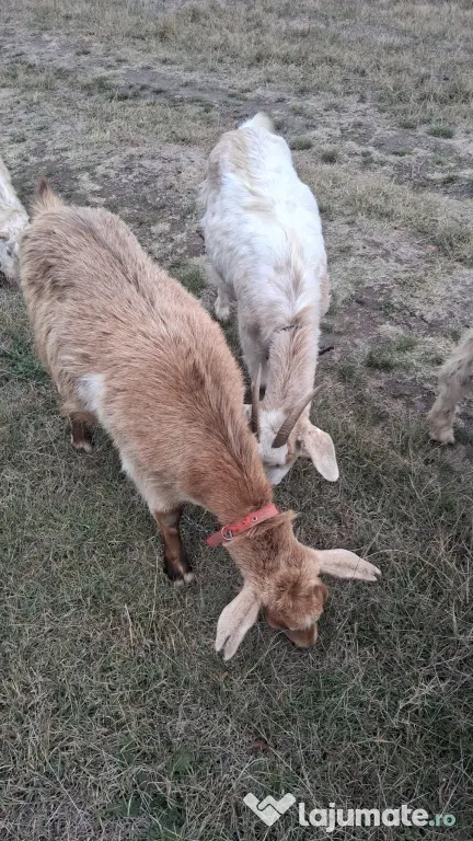 🐐 CAPRE DE VÂNZARE!