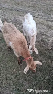 🐐 CAPRE DE VÂNZARE! 