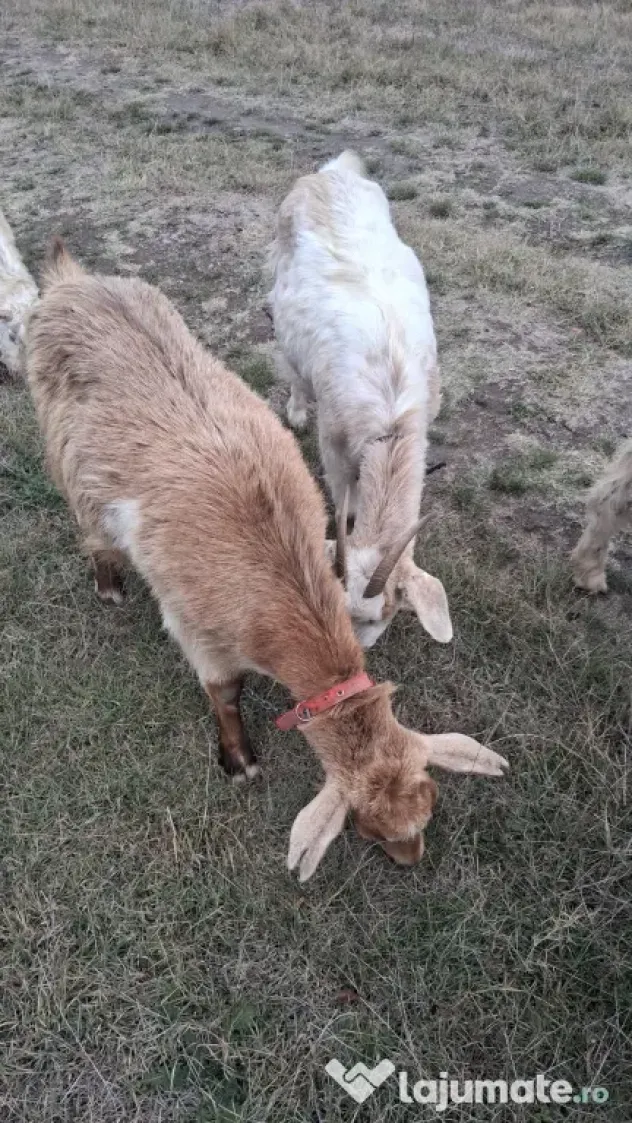 🐐 CAPRE DE VÂNZARE!