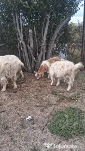 🐐 CAPRE DE VÂNZARE! 
