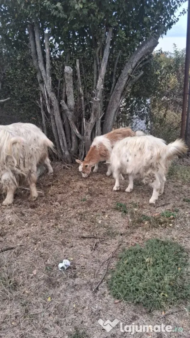 🐐 CAPRE DE VÂNZARE!