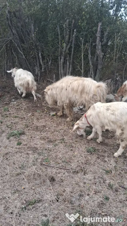 🐐 CAPRE DE VÂNZARE!