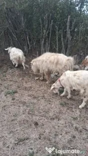 🐐 CAPRE DE VÂNZARE! 