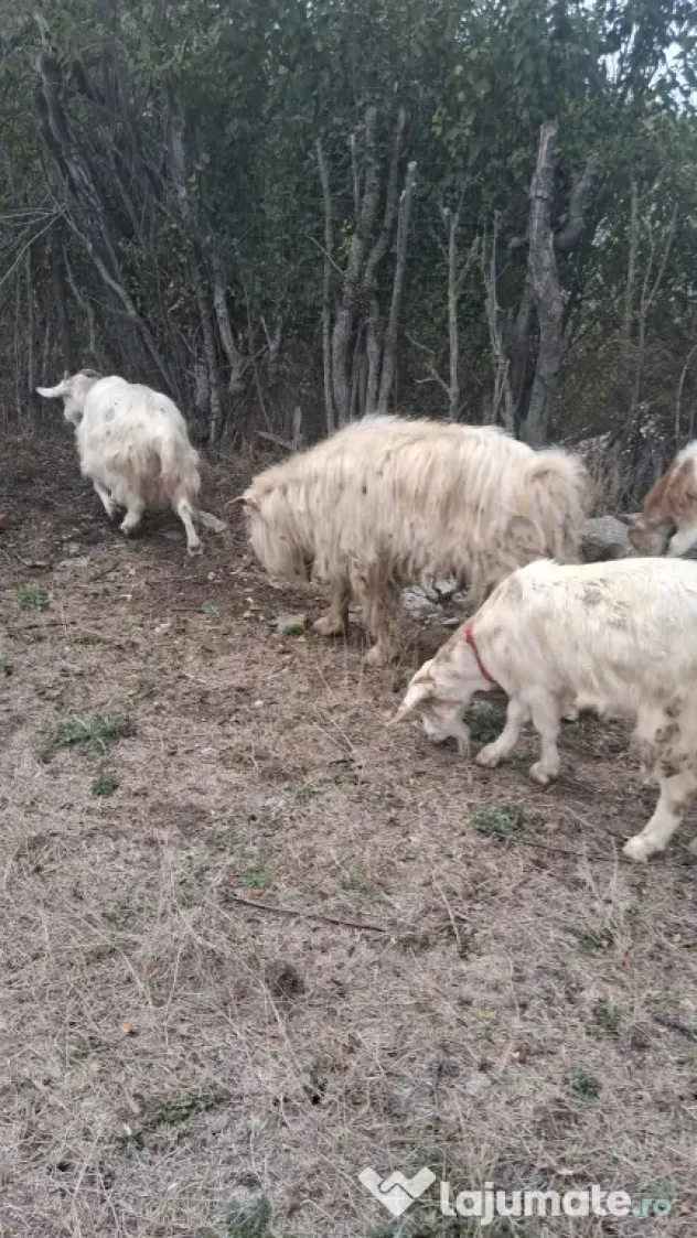 🐐 CAPRE DE VÂNZARE!
