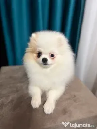 Pomeranian femela 