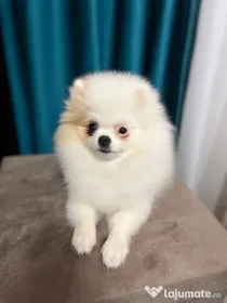 Pomeranian femela