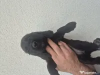 Pui de cocker spaniel