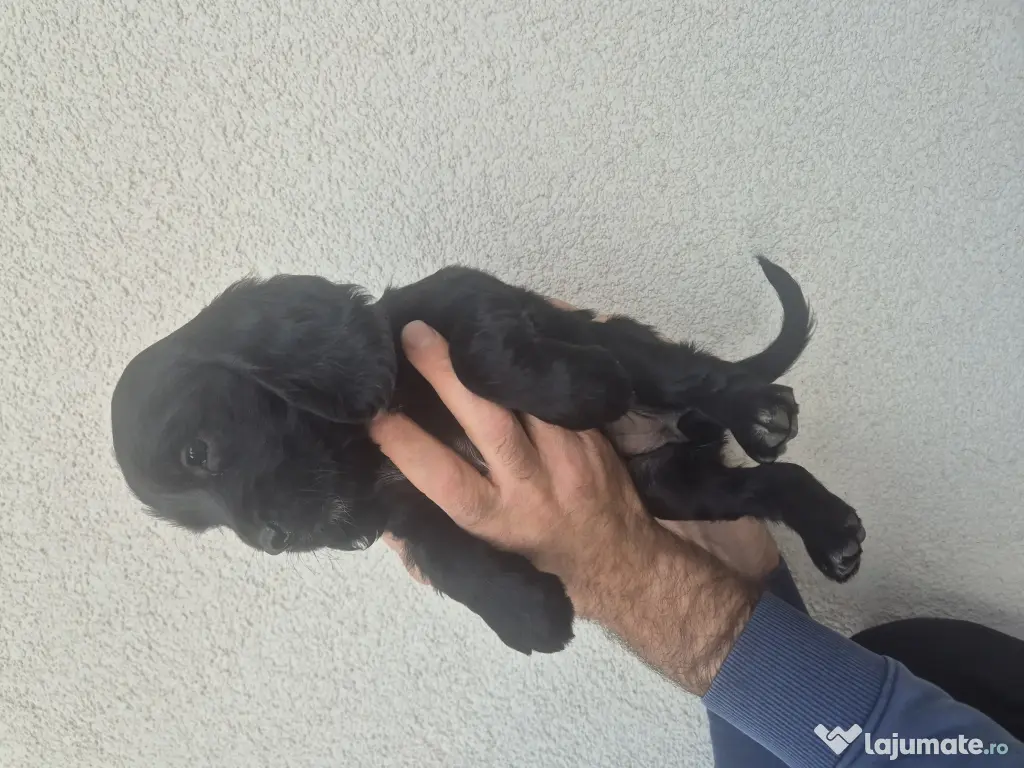 Pui de cocker spaniel