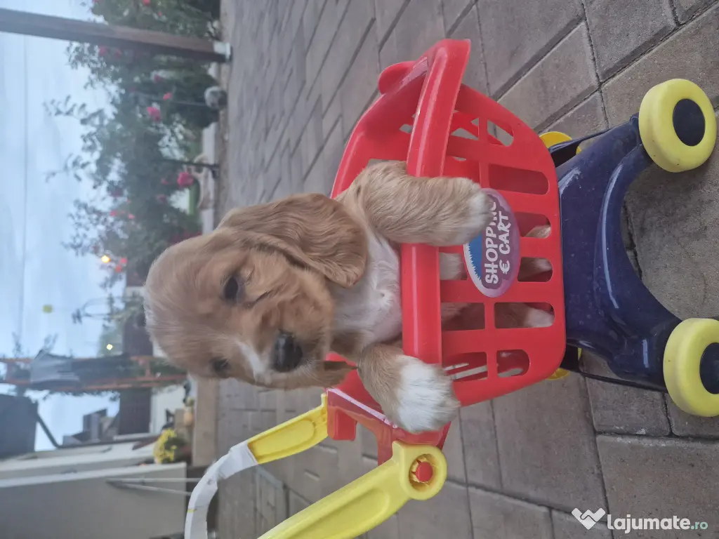 Pui de cocker spaniel
