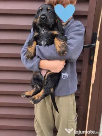 Pui de cocker spaniel