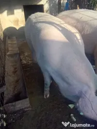 Porci 350-380 kg crescuți natural 