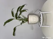 Set 6 suporturi metalice pentru ghivece / plante, albe (NOI, în cutie) 