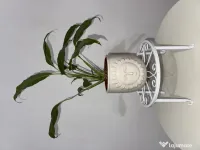 Set 6 suporturi metalice pentru ghivece / plante, albe (NOI, în cutie) 