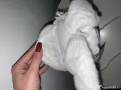 Geantă de umăr plușată model iepuraș cu baretă din perle, stil Kawaii (Nouă) 