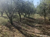 M.Costin, 50 ari teren