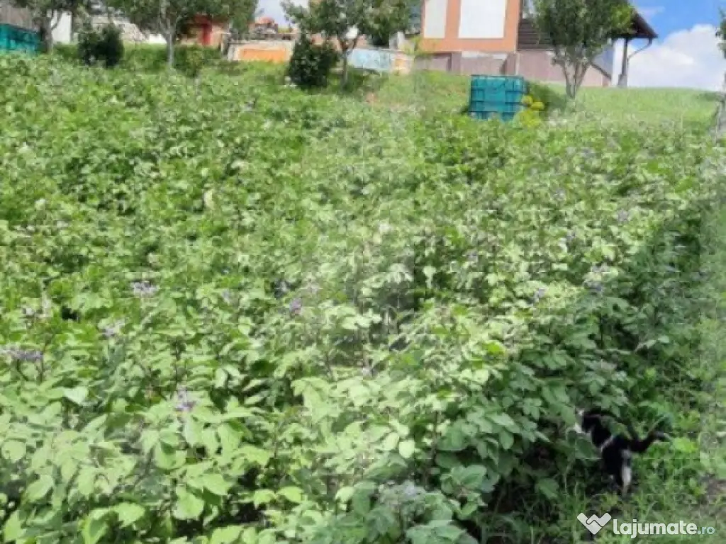 Casa si teren 3450mp, panorama superba asupra orasului