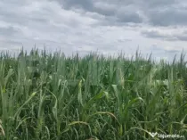 Teren extravilan, 4000 mp, Radauti